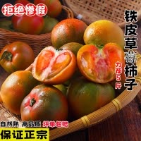 [西沛生鲜]丹东铁皮西红柿 净重5斤 精品 草莓柿子绿腚番茄自然熟生吃应季新鲜水果