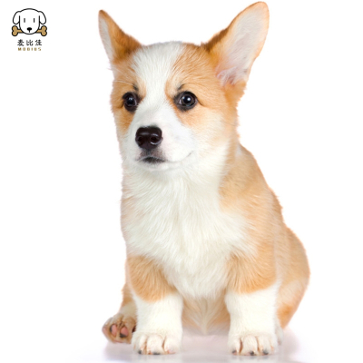 麦比佳 柯基犬活体柯基犬幼犬狗狗活体纯种血统双色三色小体柯基狗 威尔士短腿迷你后臀可爱狗狗视频挑选