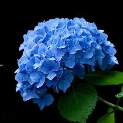绣球花花束价格 绣球花花束最新报价 绣球花花束多少钱 苏宁易购