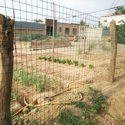 铁丝网围栏栅栏养殖网铁网养鸡网加粗户外拦鸡网围墙防护网家用(542)