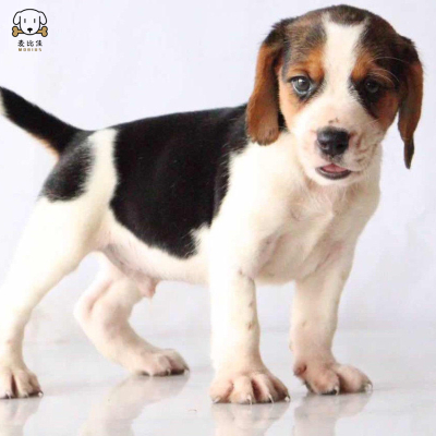 麦比佳比格犬幼犬比格犬狗狗活体 纯种血统家庭犬小体比格幼崽短毛米格鲁犬比格宠物狗健康保障视频挑选 空运直达