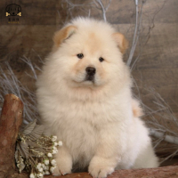 麦比佳宠物狗狗活体 松狮犬幼犬活体纯种双血统肉嘴面包蓝舌头松狮狗 大骨架宠物狗长毛短毛狮子狗熊狮犬视频挑选