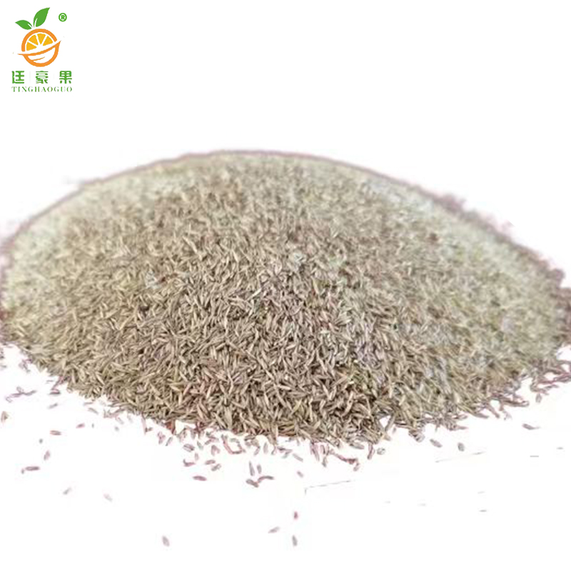 廷豪果 台湾四季青草籽 绿化草坪种子 净籽 /千克