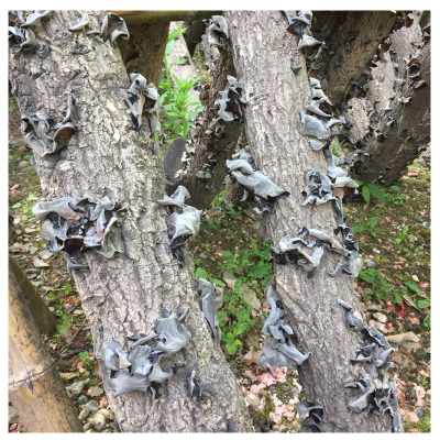 中华特色-山阳馆陕西商洛山阳特产木耳干货黑木耳椴木纯木耳非东北黑木耳250g