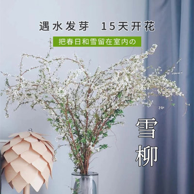 插花鲜花价格 插花鲜花最新报价 插花鲜花多少钱 苏宁易购