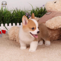 柯基犬幼犬 柯基狗狗活体纯种血统级双色三色柯基犬小狗 贵族矮脚骑士断尾迷人柯基 小体柯基可视频挑选