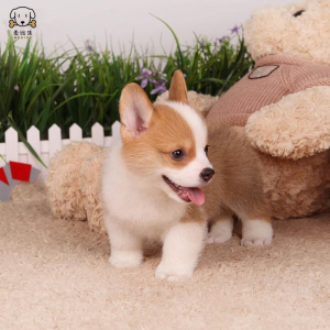 柯基犬幼犬 柯基狗狗活体纯种血统级双色三色柯基犬小狗 贵族矮脚骑士断尾迷人柯基 小体柯基可视频挑选