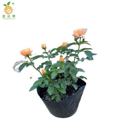 廷豪果 月月红 红粉黄 /颗