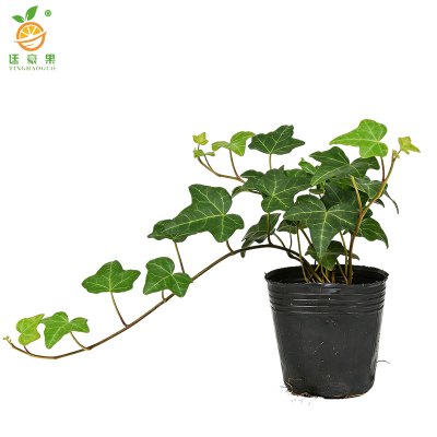 廷豪果 三叶爬山虎 30cm高10棵 /捆