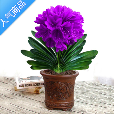 君子兰花苗价格 君子兰花苗最新报价 君子兰花苗多少钱 苏宁易购