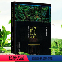 [正版]方寸之间 雨林世界:我的 第yi本雨林缸造景书生态缸造景详解和介绍雨林缸造景制作指南王超鱼缸水族箱草布景植物生