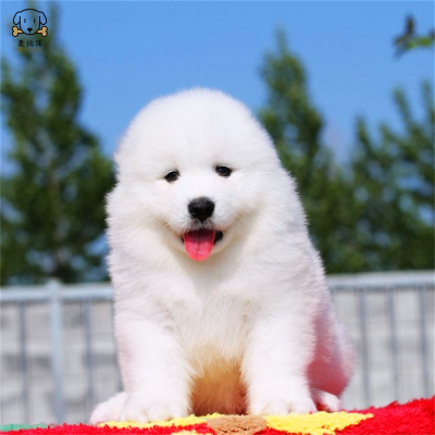 麦比佳 萨摩耶犬幼犬萨摩耶犬狗狗活体纯种血统中大型雪橇犬萨摩大骨架熊版澳版微笑天使纯白色萨摩耶宠物狗