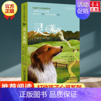 灵犬莱西 [正版]木偶奇遇记/能打动孩子心灵的世界经典童话 三四五年级小学生课外阅读书籍7-9-10岁儿童文学 青少年课