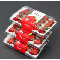 顺丰快递[熊猫鸟]彩箱装 四川正宗大凉山露天草莓 中果 单果20g左右 净重2.4斤 (300g*4) 新鲜水果