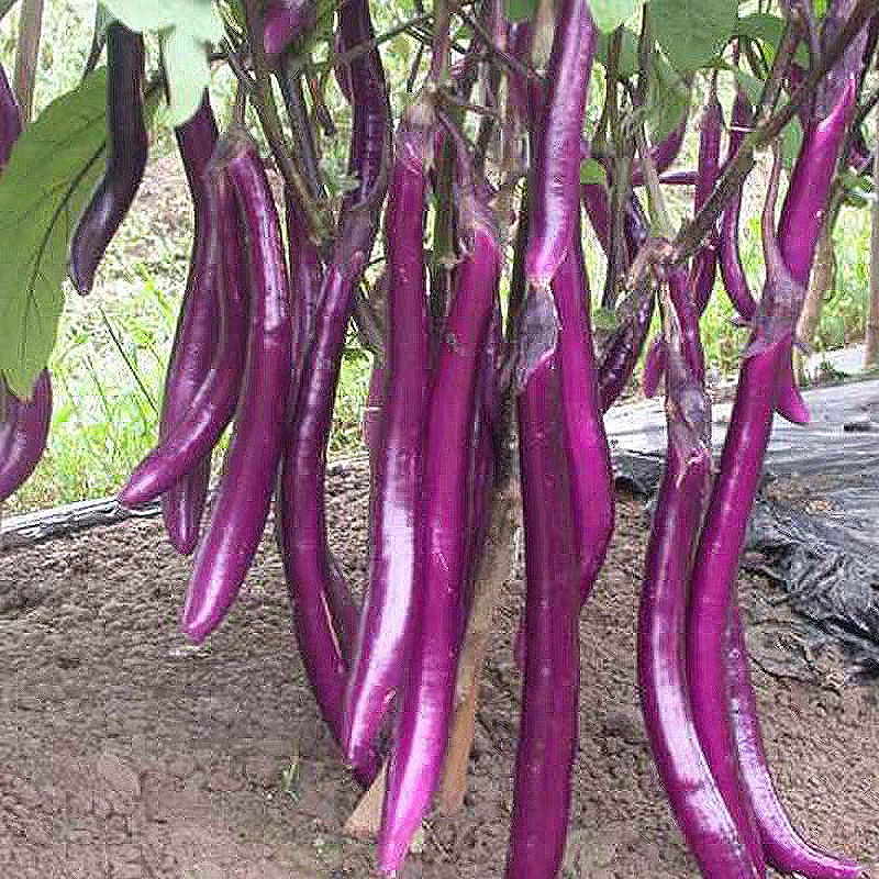 赛卡伊 特长茄子新鲜类蔬菜福建细长线茄杭茄超长紫茄子批发非青茄圆