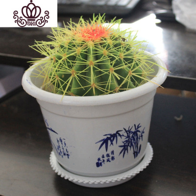 彩色仙人掌 彩色仙人掌推荐 苏宁易购