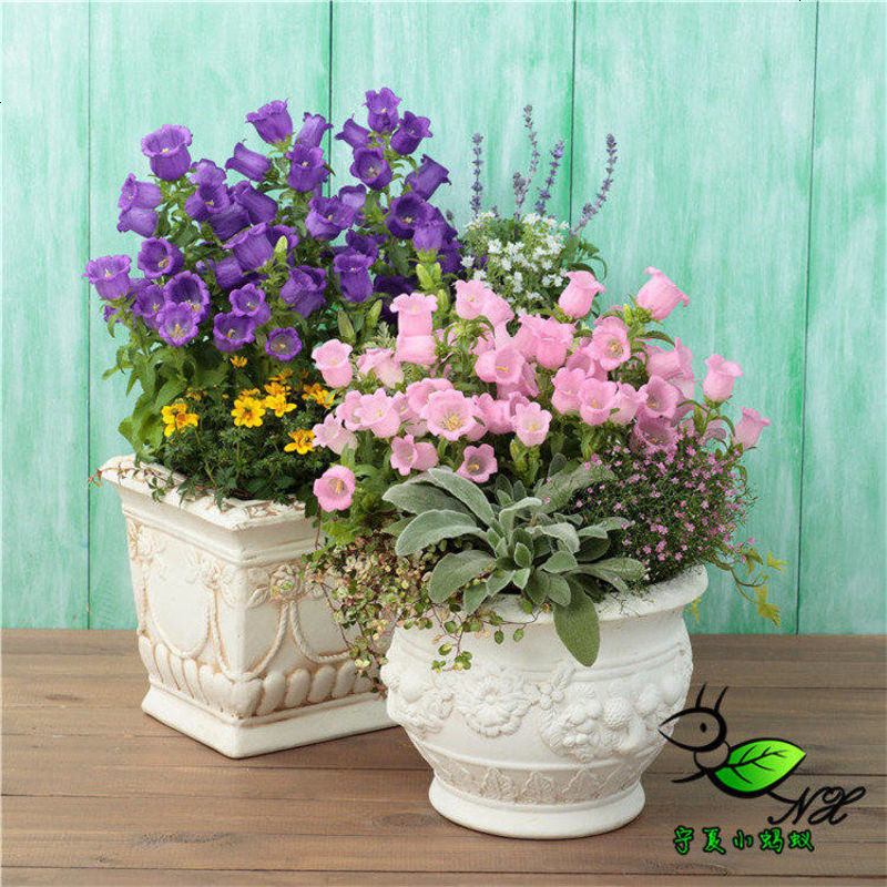 进口风铃草种子四季易播室内户外阳台庭院花卉植物盆栽花草种子