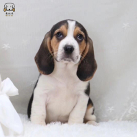 麦比佳比格犬幼犬比格犬狗狗活体纯种血统家庭犬小体比格幼崽短毛米格鲁犬比格宠物狗健康保障视频挑选空运直达