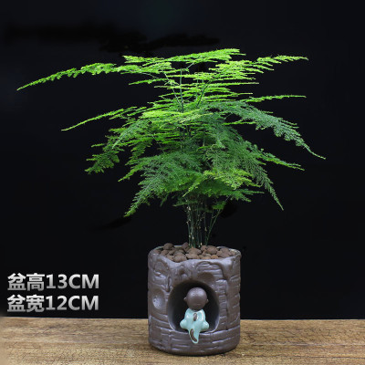 子暄大文竹盆栽植物四季常青办公室内花卉桌面绿植净化空气吸甲醛盆景