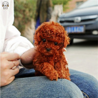 麦比佳宠物泰迪犬幼犬 狗狗活体 纯种血统级小体茶杯泰迪贵宾犬 迷你玩具型微小体 卷毛贵宾犬茶杯犬视频挑选