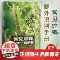 常见螳螂野外识别手册 好奇心书系 吴波 书中讲述对我国有分布的相对常见且有代表性的77种螳螂的形态特征生活习性重庆大学出