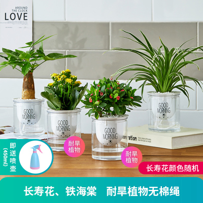 子暄发财树办公室内小绿植盆栽卉绿萝水培富贵竹芦荟多肉植物