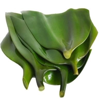 山东荣成特产海带盐渍海带头5斤装火锅凉拌专用