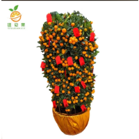 廷豪果 年桔盆栽 小果高2.5米 /棵