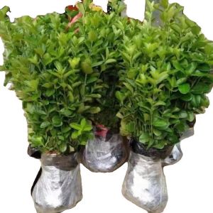 诚智旺 冬青树苗 高50-60cm100棵 /捆