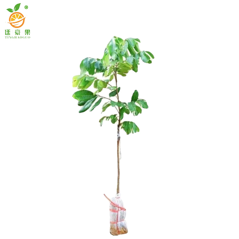 廷豪果 龙眼树 绿植 高1.5-2m /棵