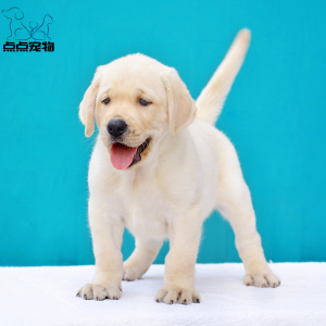 [点点宠物]宠物狗狗 纯种拉布拉多犬幼犬血统级拉布拉多 短毛家养健康宠物狗高智商导盲犬 黄色奶白色黑色可视频挑选