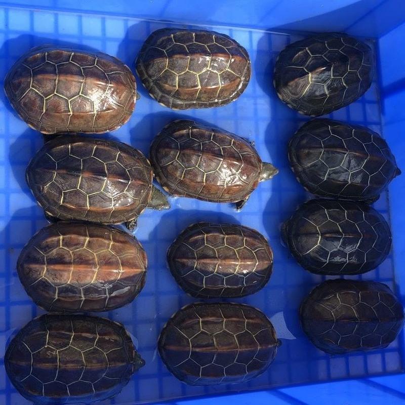 11-13厘米金线草龟(种龟) 繁殖组一公两母