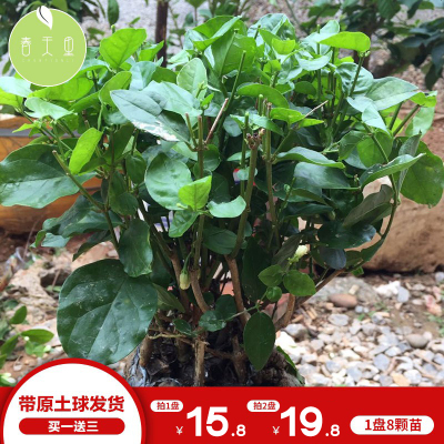 横县茉莉花盆栽花苗盆景植物花卉种子室内净化空气开花不断绿植