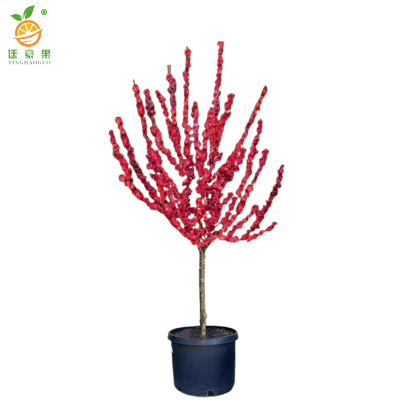 廷豪果 红梅 2公分粗60-80cm高 /棵