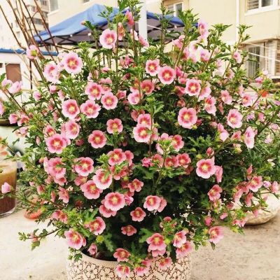 古达小木槿树苗小花苗卉盆栽多年生树苗阳台庭院室内耐热植物四季多开花植物白边红芯不含盆