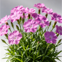 诚智旺 欧石竹 高约11cm/株