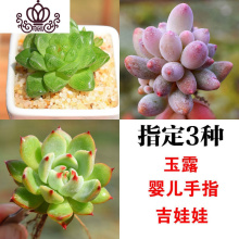 花娃娃花束图片 花娃娃花束图片大全 苏宁易购