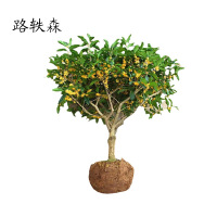 路轶森 桂花树 1.5-1.8m 根