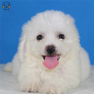 麦比佳宠物比熊犬 比熊幼犬活体 宠物狗狗法国卷毛比熊狗 双血统精品白色活体比熊 小体玩具型茶杯犬标准型视频挑选