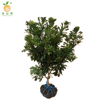 廷豪果 杨梅树 1.5-2公分粗80cm高 /棵