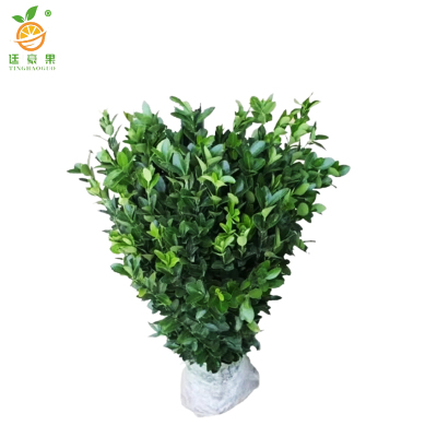 廷豪果 卫矛苗 高50-70cm 50棵/捆