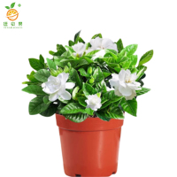 廷豪果 九里香 高30-40cm /棵