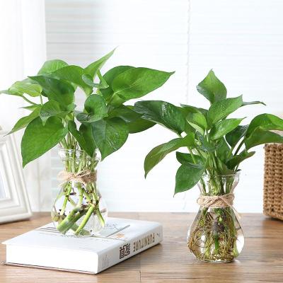 简约创意风信子弹痕水培玻璃花瓶透明水养植物绿萝花盆居家插花小清新风信子瓶2个+绿萝2份+麻绳中等