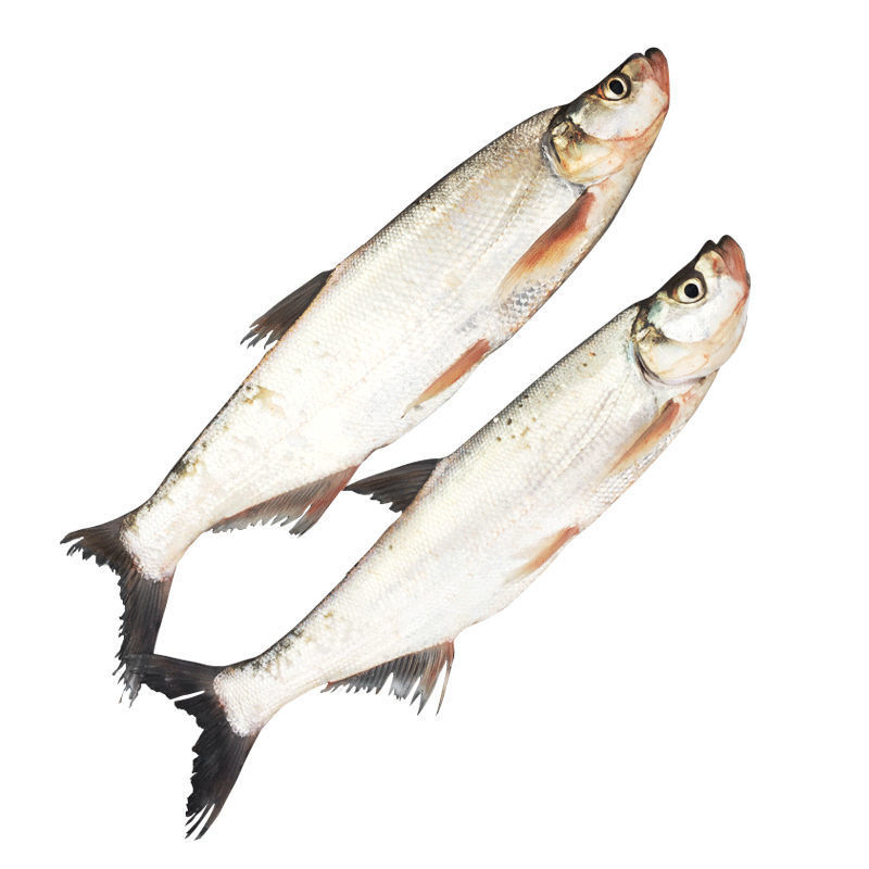 赛卡伊 [新鲜净膛翘嘴鱼]淡水湖大白刁撅嘴鲌白鱼刁子鱼清水鱼清蒸