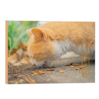 音像她和她的猫kelvin李