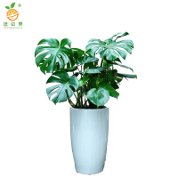 廷豪果 龟背竹 1.3米高 /棵