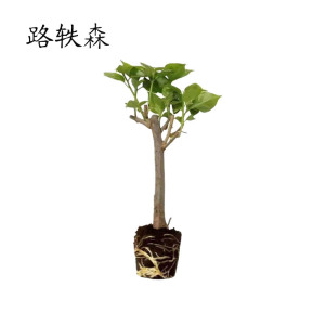 路轶森 三角梅 1.2m 棵
