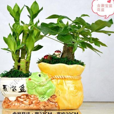 （带盆栽好）天财树盆栽富贵竹室内办公室小盆景花卉盆栽绿植物多功能时尚创意生活日用园艺用品花卉观叶植物