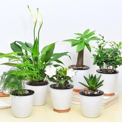 【带盆栽好，绿植盆栽套装】办公室盆栽绿植常藤植物盆栽花卉室内盆景常青藤水培植物生活日用园艺用品花卉绿植盆栽