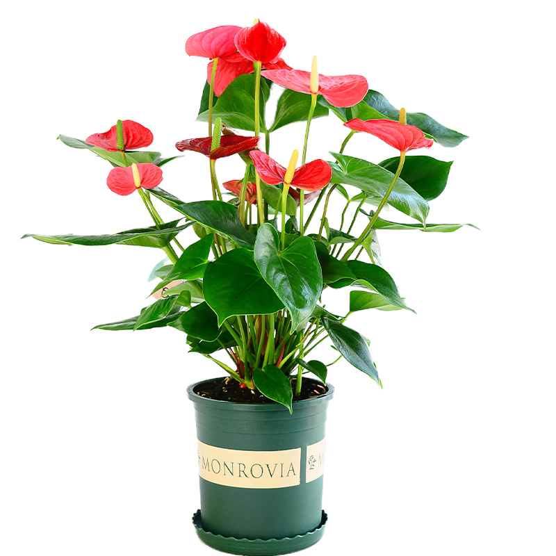 室内花草 报价行情 排行 品牌 参数 怎么样 图片 商家 苏宁易购移动版